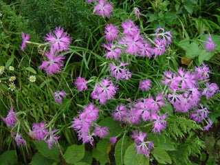 Dianthus superbus <br>FRINGED PINK