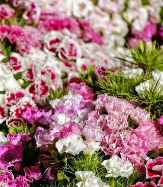 Dianthus barbatus DOUBLE FLOWERS SWEET WILLIAM