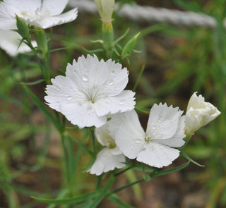 dianthus deltoides