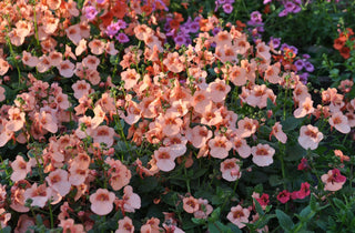 Diascia barbarae <br>DIASCIA SALMON PINK