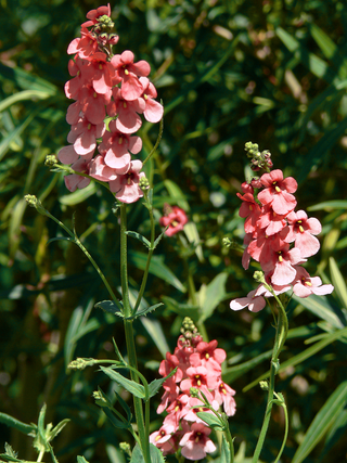 Diascia barbarae <br>DIASCIA SALMON PINK