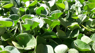 Dichondra argentea <br>SILVER TRAILING DICHONDRA