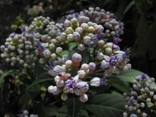 Dichroa febrifuga <br>BLUE EVERGREEN HYDRANGEA, QUININE