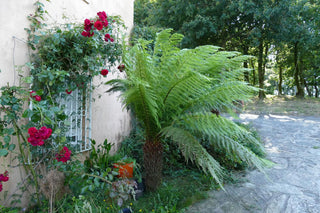 Dicksonia antarctica <br>HARDY SOFT TREE FERN, Man Fern