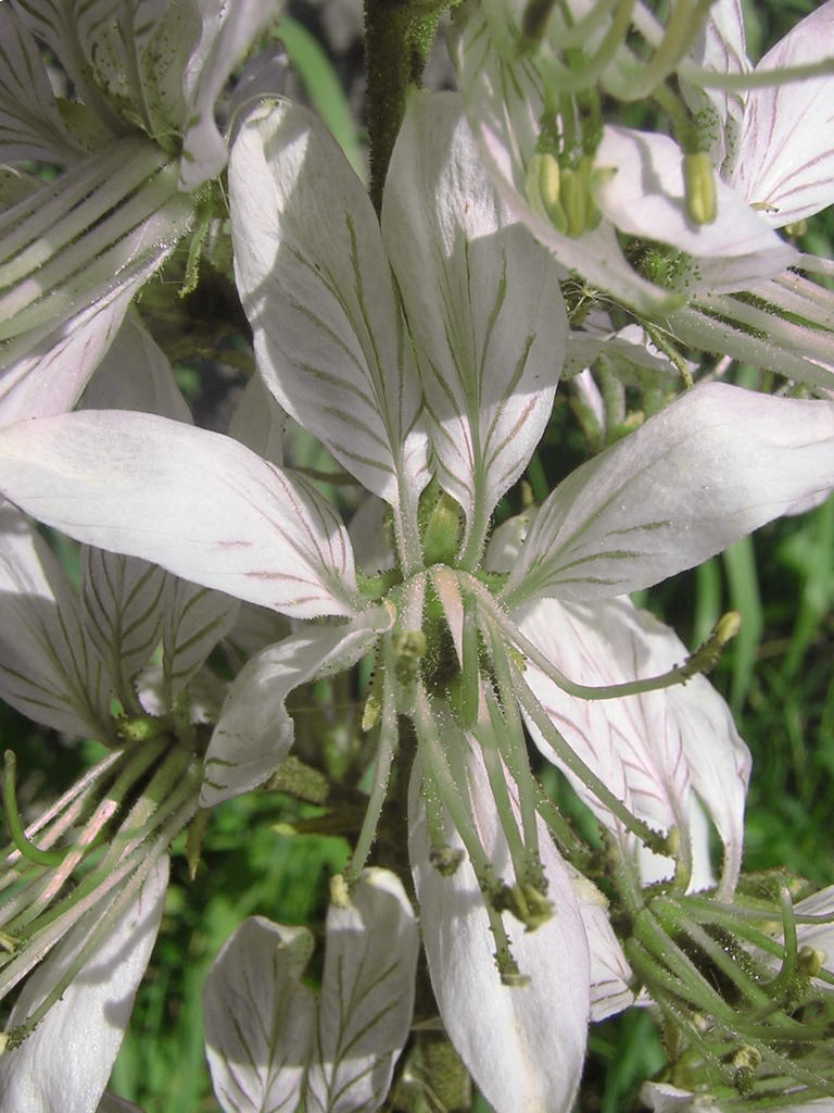 gas plant seeds Dictamnus WHITE GAS PLANT – Ferri Seeds
