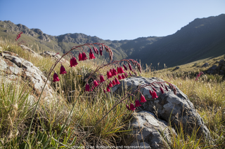 Dierama <br>DARK BLACK/RED ANGEL'S FISHING ROD
