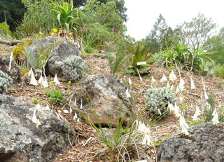 Dierama pulcherrimum album <br>ANGEL'S FISHING ROD