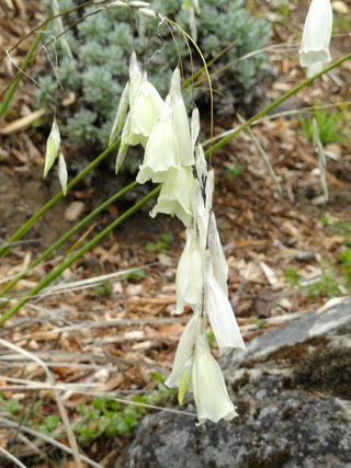 Dierama pulcherrimum album <br>ANGEL'S FISHING ROD