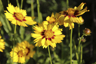 Coreopsis grandiflora <br>COREOPSIS SONNENKIND, Baby Sun, Baby Gold