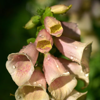 Digitalis <br>APRICOT FOXGLOVE