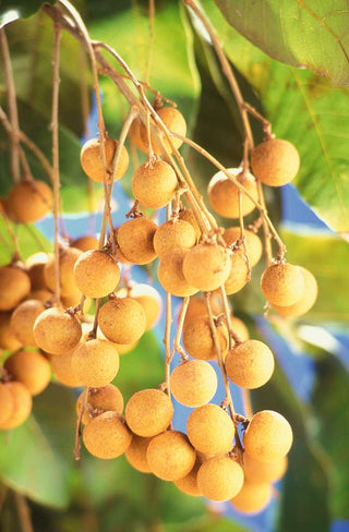 Dimocarpus longan <br>LONGAN FRUIT