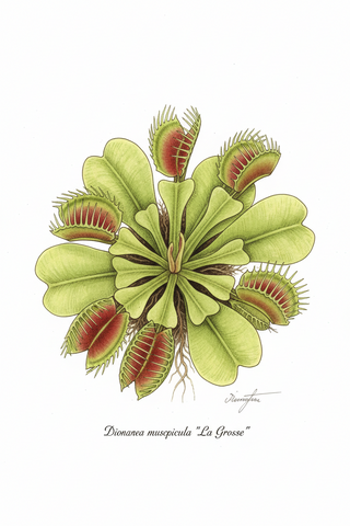 Dionaea muscipula <br>VENUS FLYTRAP LA GROSSE