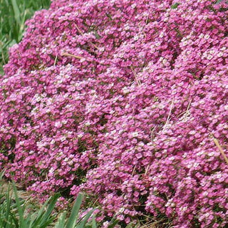 Lobularia <br>SWEET ALYSSUM EASTER BONNET DEEP PINK