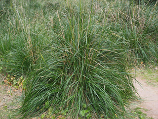 Ampelodesmos mauritanicus <br>MAURITANIA GRASS