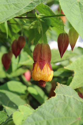 Abutilon striatum <br>FLOWERING MAPLE MIX, LARGE VEINED