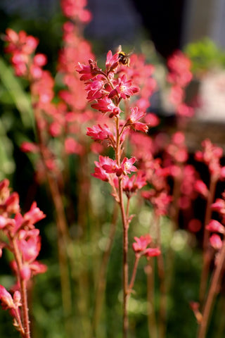 Heuchera <br>CORAL BELLS FLOWERS MIX