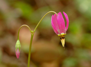 Dodecatheon meadia <br>RED SHOOTING STAR