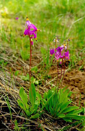 Dodecatheon tetrandrum, Primula tetrandra <br>RED SHOOTING STAR