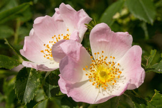 Rosa carolina <br>CAROLINA ROSE, PRAIRIE ROSE, PASTURE ROSE