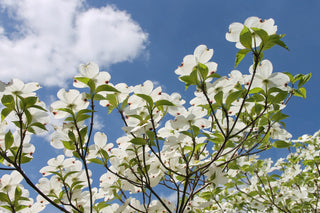 Cornus florida <br>NORTHERN FLOWERING DOGWOOD