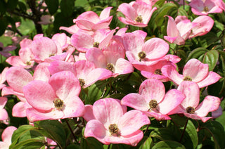 Cornus florida rubra <br>PINK/RED FLOWERING DOGWOOD