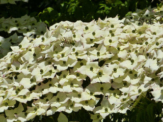 Cornus kousa chinensis <br>CHINESE DOGWOOD