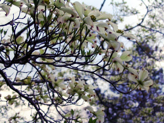 Cornus florida <br>NORTHERN FLOWERING DOGWOOD