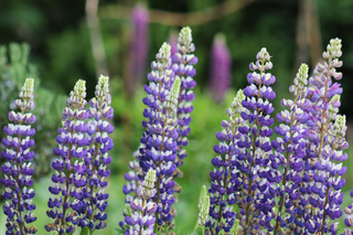 Lupinus perennis <br>LUPIN RUSSELL THE GOVERNOR