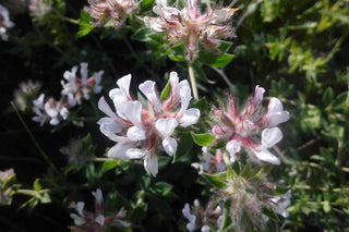 Dorycnium hirsutum <br>OWL CLOVER, HAIRY CANARY CLOVER, LOTUS