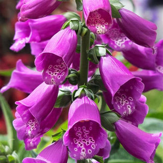 Digitalis purpurea <br>FOXGLOVE DOTTIE PURPLE