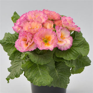 Primula vulgaris, Primula acaulis <br>PRIMROSE DOUBLE MIX