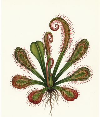 Drosera capensis 'Wide Leaf' BROAD LEAF SUNDEW