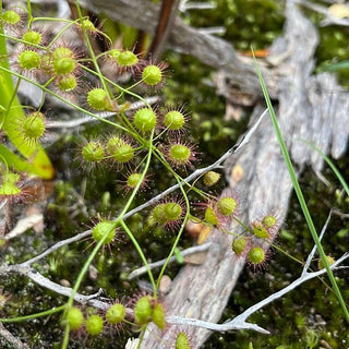 Drosera macrantha <br>BRIDAL RAINBOW SUNDEW