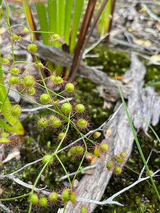 Drosera macrantha <br>BRIDAL RAINBOW SUNDEW