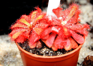 Drosera aliciae <br>ALICE SUNDEW