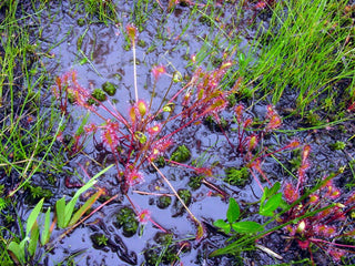 Drosera anglica <br>Sundew