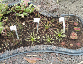 Drosera <br>MIX SUNDEW