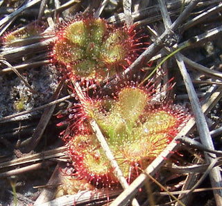 Drosera burmannii <br>SUNDEW