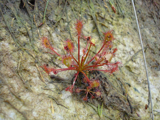 Drosera intermedia <br>SPOONLEAF SUNDEW