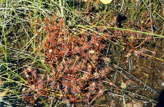 Drosera intermedia <br>SPOONLEAF SUNDEW