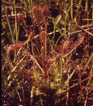 Drosera intermedia <br>SPOONLEAF SUNDEW