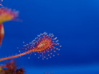 Drosera intermedia <br>SPOONLEAF SUNDEW