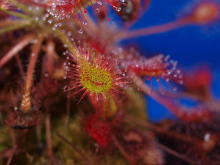 Drosera intermedia <br>SPOONLEAF SUNDEW