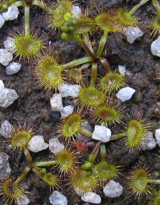 Drosera peltata <br>SHIELD SUNDEW