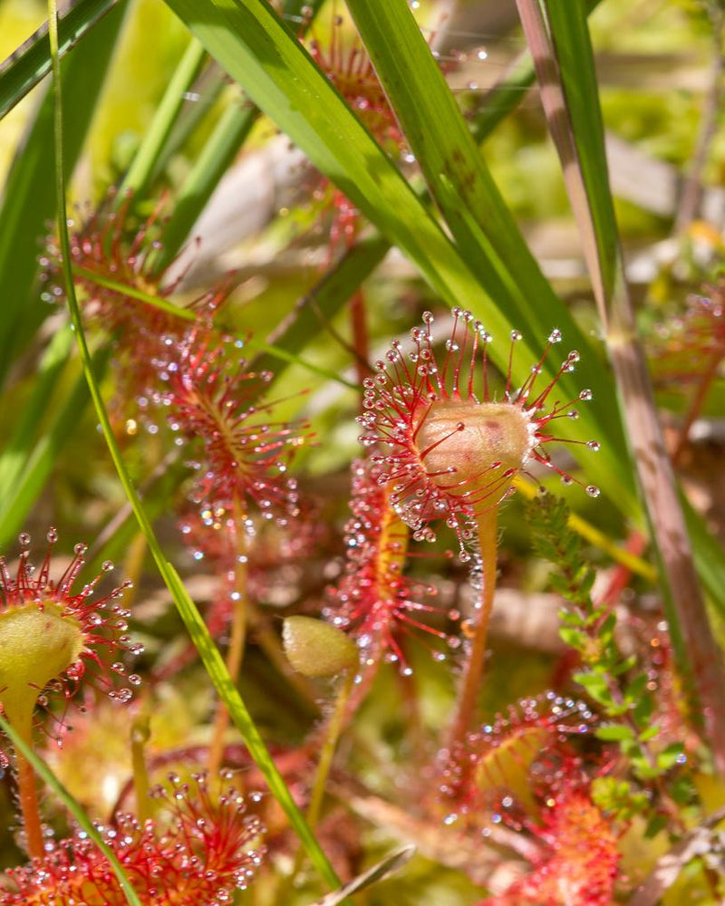 Carnivorous Plant Seeds – Ferri Seeds