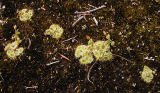 Drosera glanduligera <br>SUNDEW