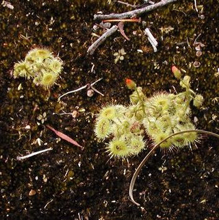 Drosera glanduligera <br>SUNDEW