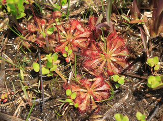 Drosera spatulata <br>SUNDEW