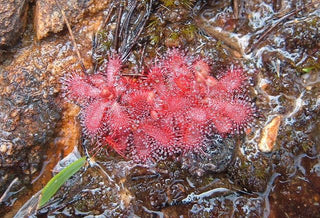 Drosera trinervia <br>SUNDEW