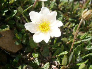 Dryas octopetala <br>MOUNTAIN AVENS